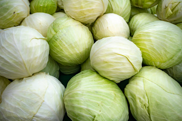 White cabbage heads on the market Amount of white cabbage on the market in Ljubljana white cabbage stock pictures, royalty-free photos & images