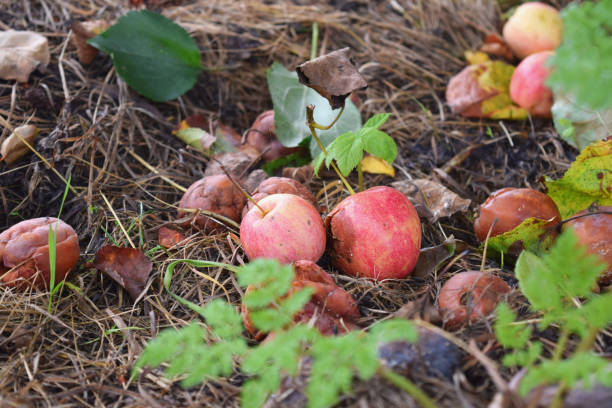 istock Rotten fallen apples Decay Food waste concept Fall Autumn Compost Decomposing biodegradable 1038660632