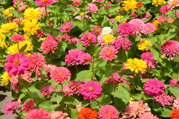 istock Daisy flower or Gerbera flower 1038661138