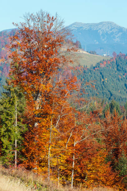 istock Morning autumn Carpathians landscape. 1038661620