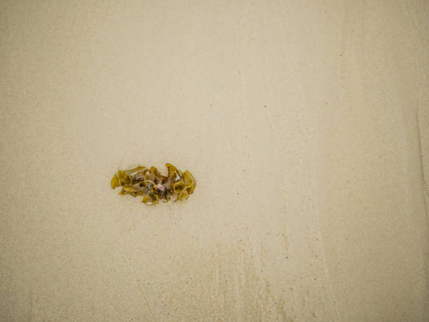 istock Seaweed on the tropical beach in vacation time 1038664748