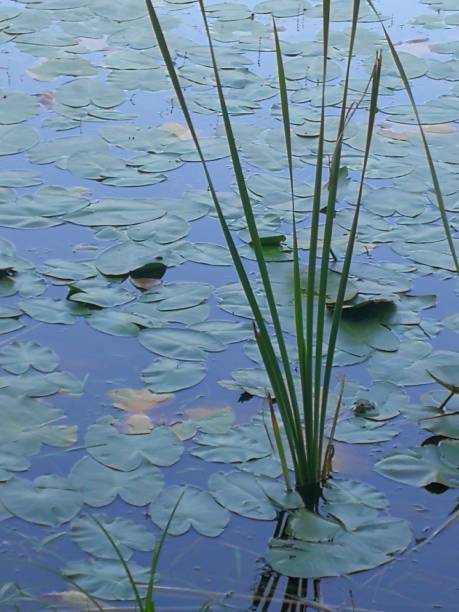 istock Water Lillies in a lake 1038665646