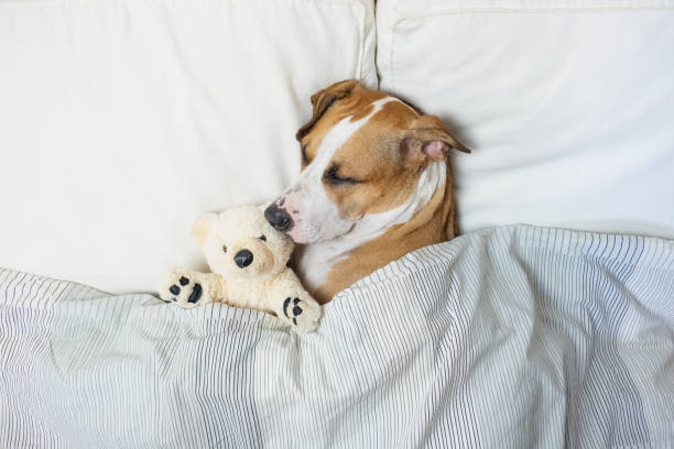istock Cute dog sleeping in bed with a fluffy toy bear, top view. 1038670108