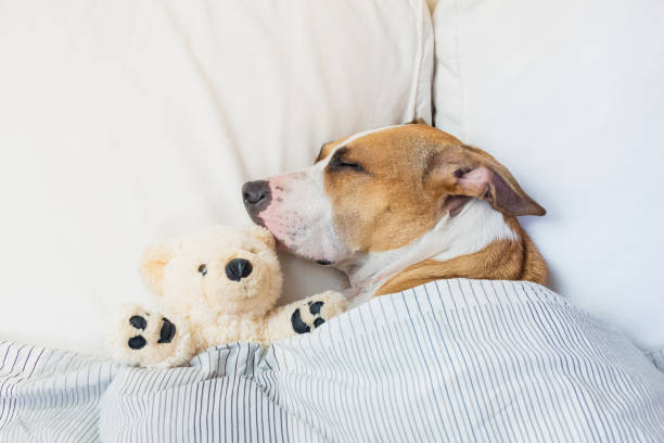 istock Cute dog sleeping in bed with a fluffy toy bear. 1038670110