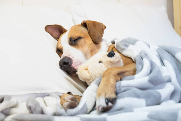 istock Sleepy cute dog in bed with a fluffy toy bear. 1038670190