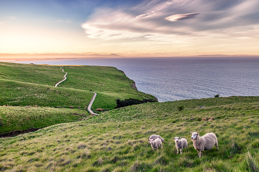 I took this shot in Christchurch New Zealand when trekking along the coastline.  It was approaching sunset and the sky is so vibrant and beautiful. Three cute young lambs follows their mother sheep.