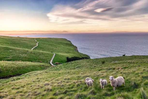 Photo of Sheep in New Zealand Landscape