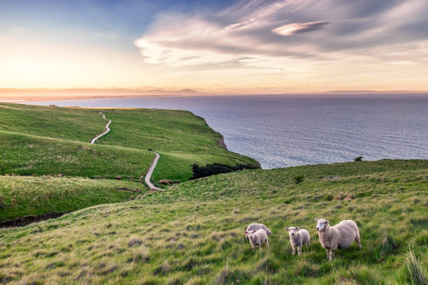 ovelhas na paisagem de nova zelândia - ocean cliff - fotografias e filmes do acervo