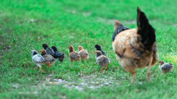 istock Chicks walking with mum hen that follows them 1038670982