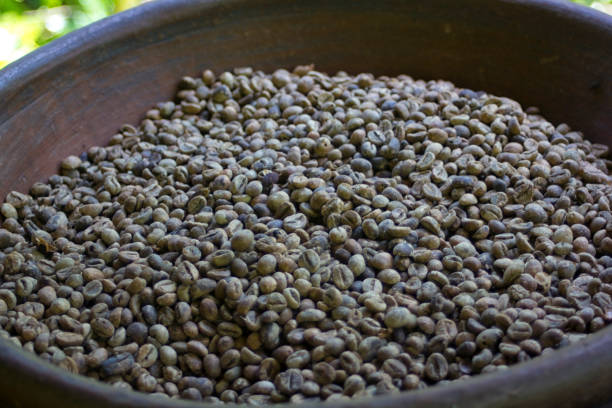 istock Coffee plantation in Bali . Raw Coffee beans. 1038671404