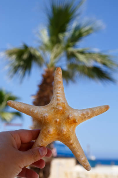 istock Starfish in hand over tropical beach background 1038674276