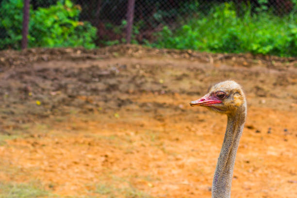 Head and eye of Ostrich  closeup in the morning