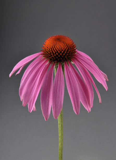 istock Purple coneflower on gray background 1038683108