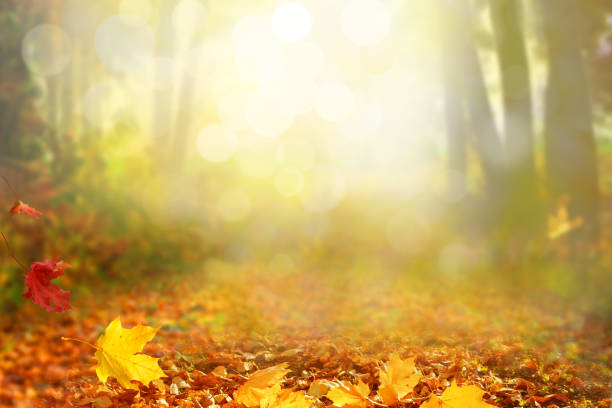 istock Beautiful  landscape with yellow trees,green grass and sun. 1038683428