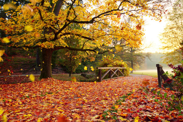 istock Autumn forest. Beautiful rural scenery. 1038684612