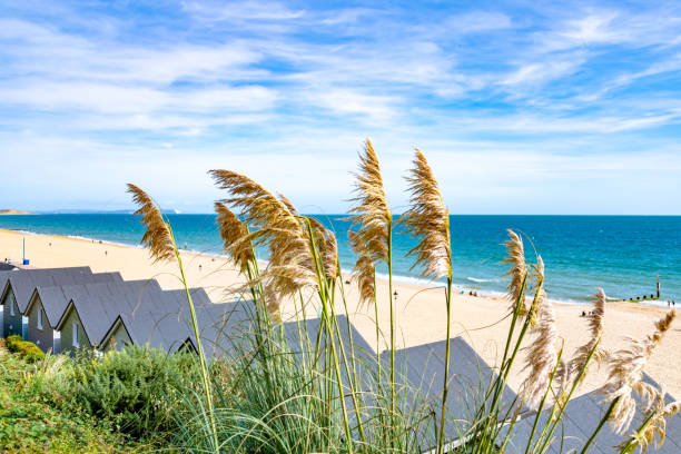 grama de pampas e cabanas de praia na praia de bournemouth - bournemouth - fotografias e filmes do acervo