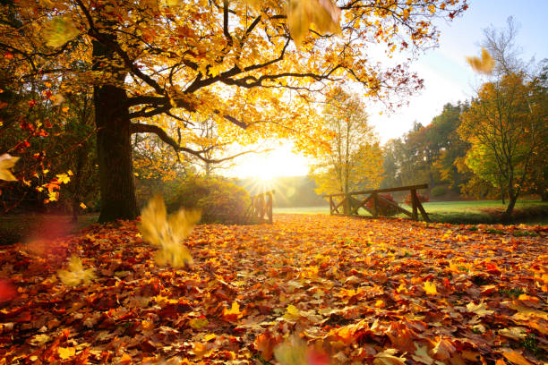 istock Autumn forest. Beautiful rural scenery. 1038687836