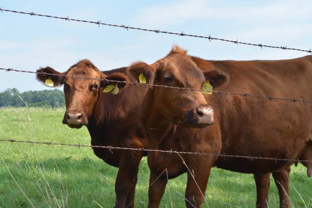 istock Farm Life, Cows, Birth 1038691278