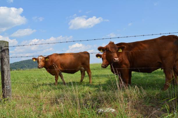 istock Farm Life, Cows, Birth 1038691288