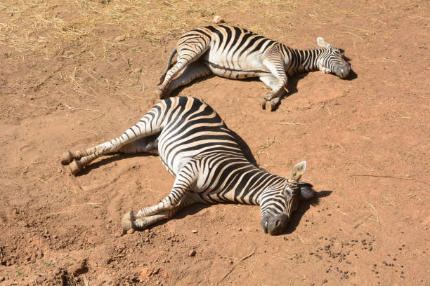 giovane bella zebra dormire su sfondo terrestre - burchellii foto e immagini stock