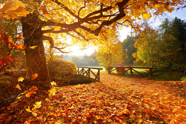 bosque del otoño. hermoso paisaje rural. - otoño fotografías e imágenes de stock