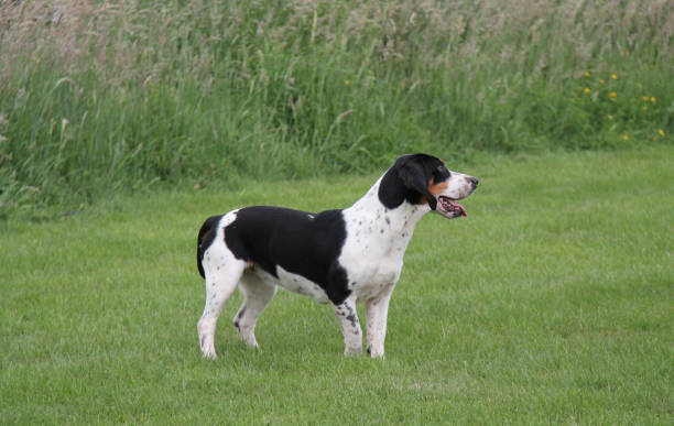 istock Basset Hound Hunting Dog. 1038699868