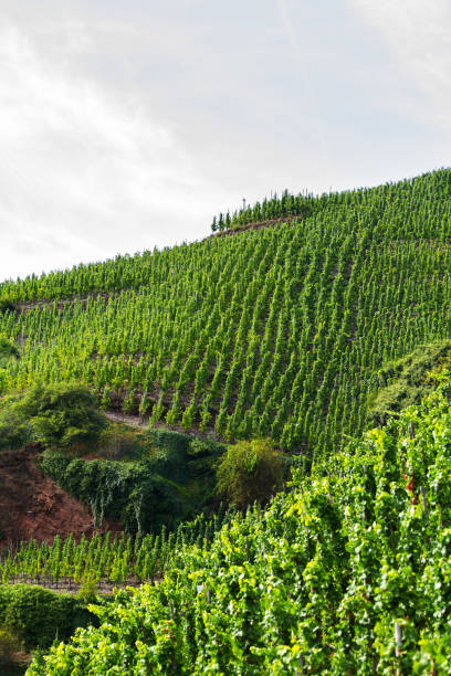 istock Green vineyard at Mosel 1038700712