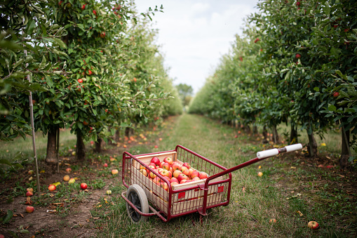 Thuringia, Germany: A handcart full of apples stands for apple harvest in the meadow.