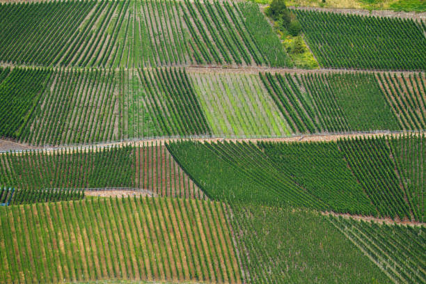 Hills and vinyards at Mosel near Wehlen