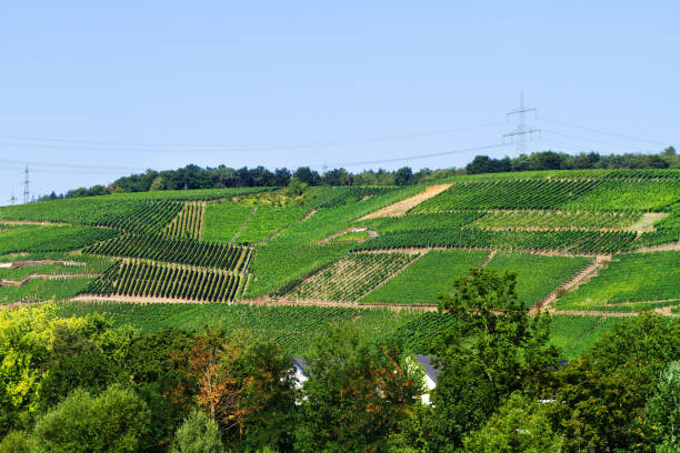 istock Hills and vinyards at Mosel in summertime 1038703626