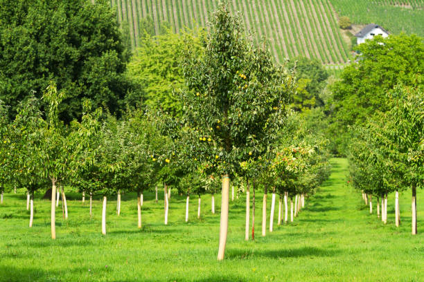 istock Peach tree plantation at Mosel 1038704122