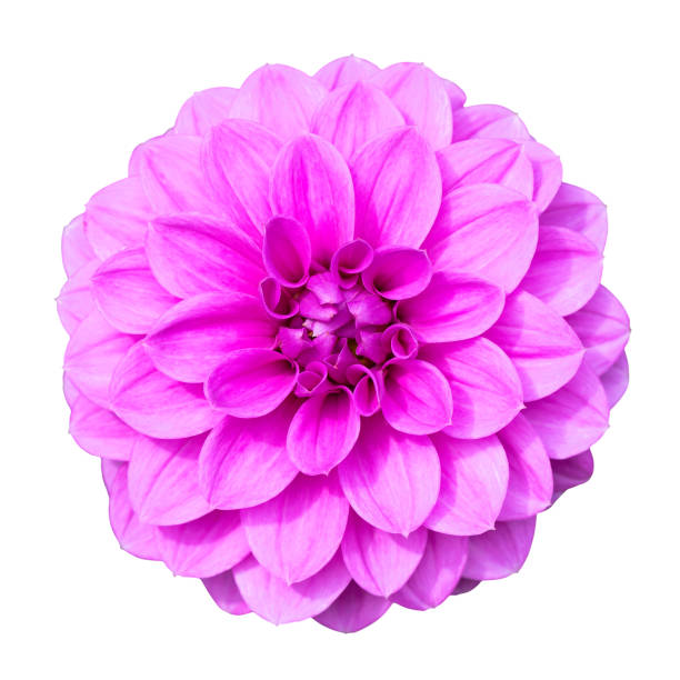 istock Flower purple dahlia on a white isolated background with clipping path 1038704750