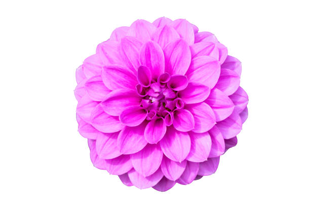 istock Flower purple dahlia on a white isolated background with clipping path 1038704756