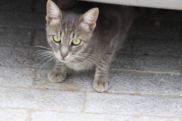 istock Feral Greek Cats 1038708460