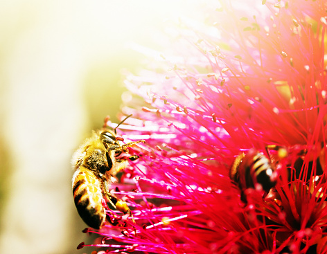Two honey bees perch on a bottlebrush flower in bright sunshine gathering nectar and getting pollen on their legs to pollinate the flowers.