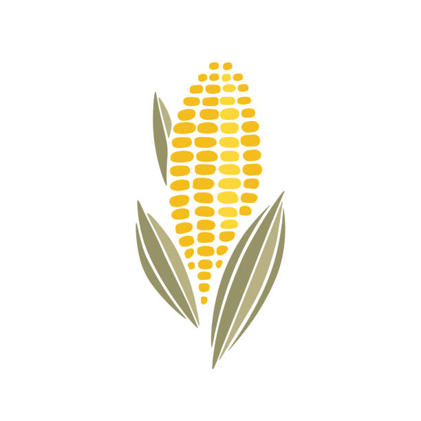 ilustrações de stock, clip art, desenhos animados e ícones de corn cob simple icon design - corn on the cob corn corn crop white background