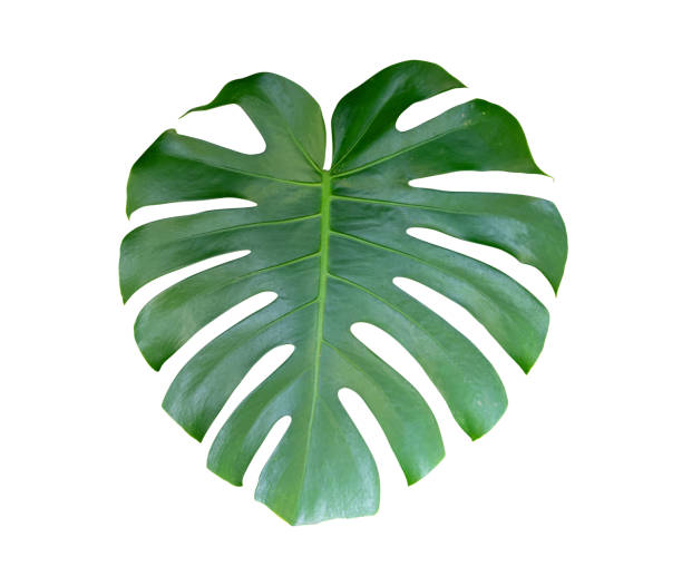 istock Mexican breadfruit or Swiss cheese plant isolate on white background 1038713896
