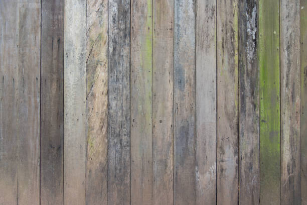 istock Old wood board with green Moss for texture and background 1038716252