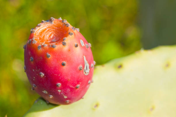 prickly pear