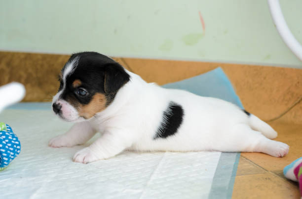 Purebred Jack Russell terrier puppies