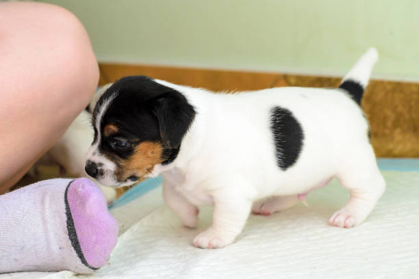 istock Purebred Jack Russell terrier puppies 1038722972