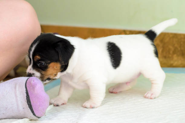 istock Purebred Jack Russell terrier puppies 1038723320