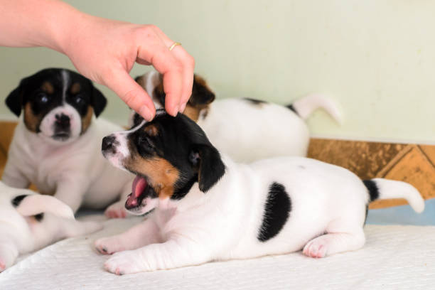 istock Purebred Jack Russell terrier puppies 1038725788