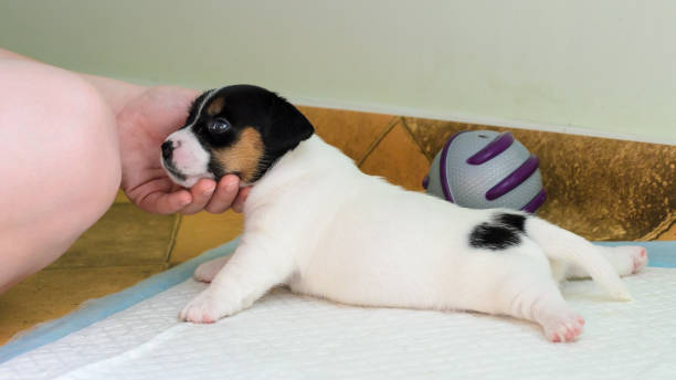 istock Purebred Jack Russell terrier puppies 1038726092