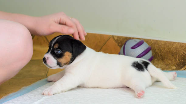 istock Purebred Jack Russell terrier puppies 1038726450