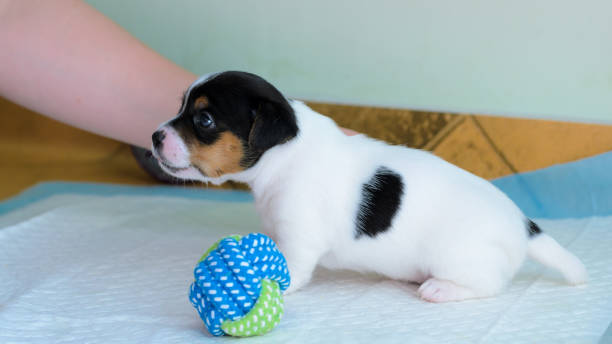 istock Purebred Jack Russell terrier puppies 1038726462
