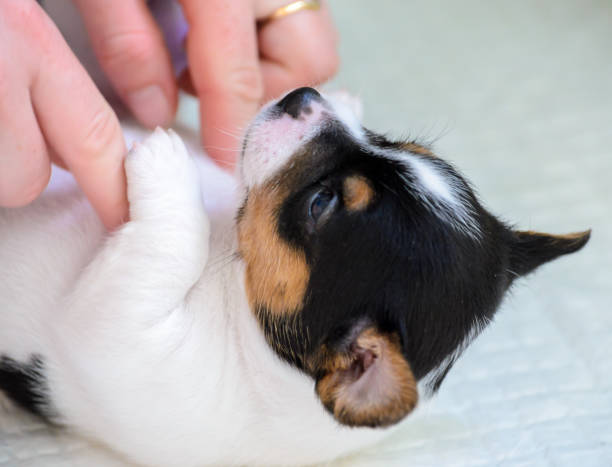 istock Purebred Jack Russell terrier puppies 1038726946