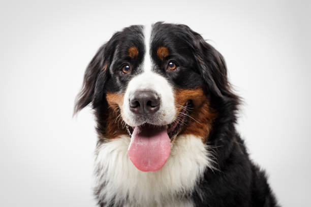 studio-porträt von einem expressiven berner sennenhund - tongue mountain stock-fotos und bilder