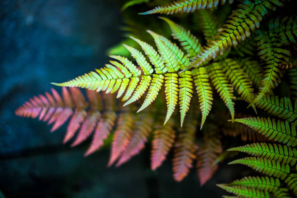 fern hintergrund - natural pattern fern frond green stock-fotos und bilder