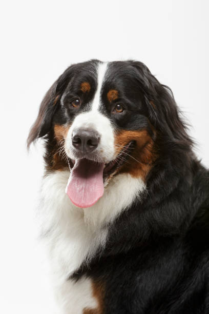 istock Studio portrait of an expressive Bernese Mountain Dog 1038727736
